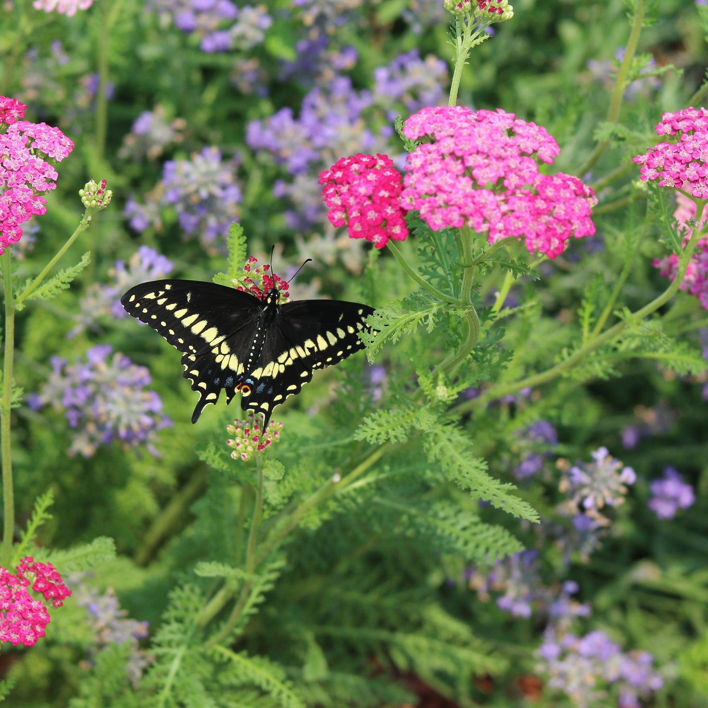 cerise queen yarrow 