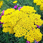 gold yarrow