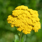 gold yarrow