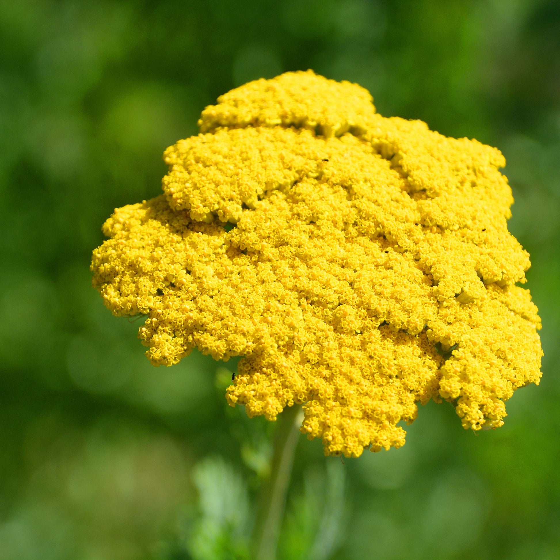 gold yarrow