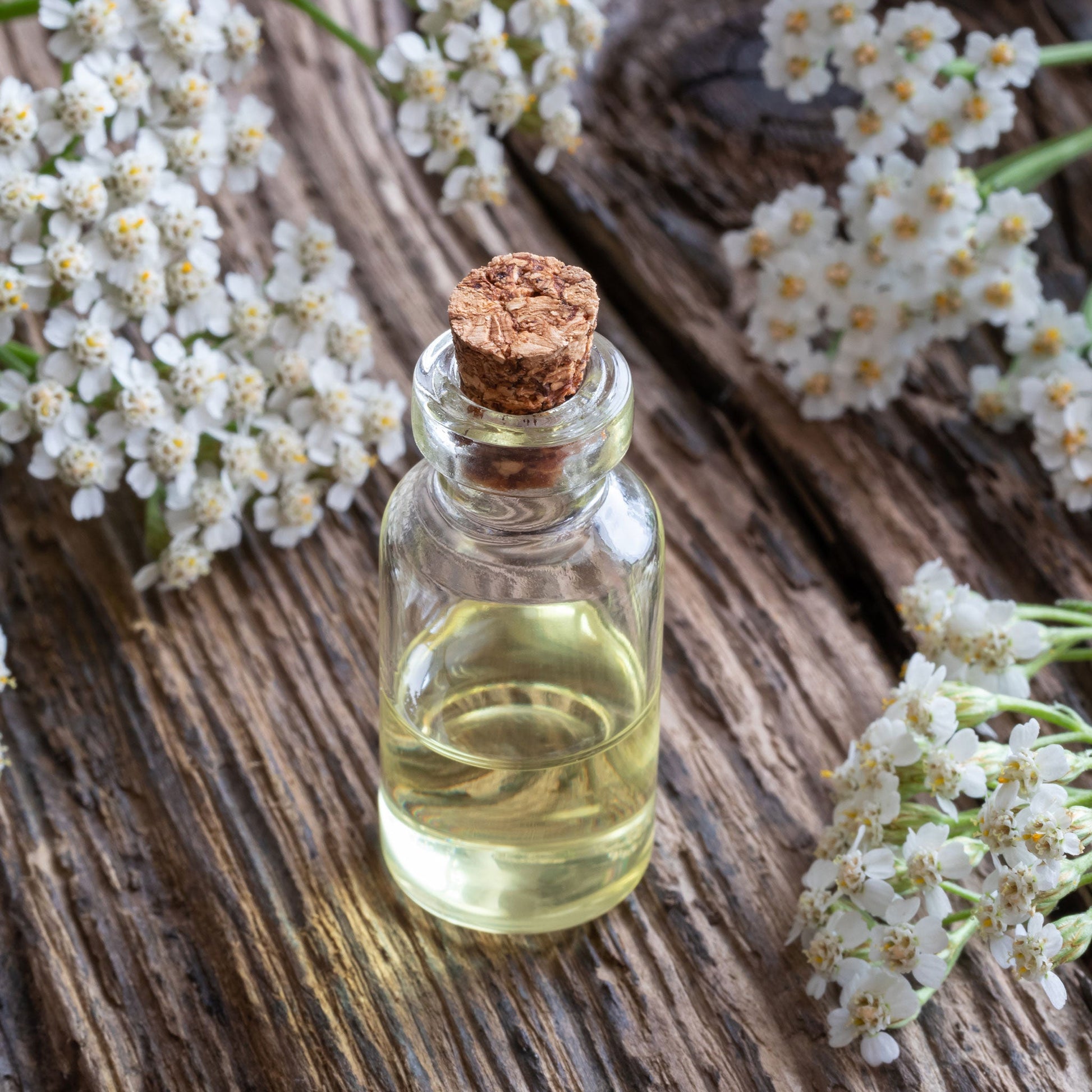 yarrow plant seeds Bulk White Yarrow Seeds 1/4 Pound