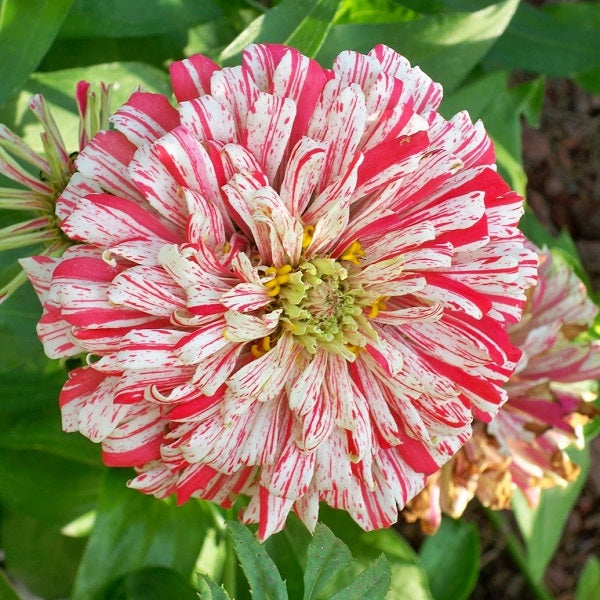 bonbon zinnia 