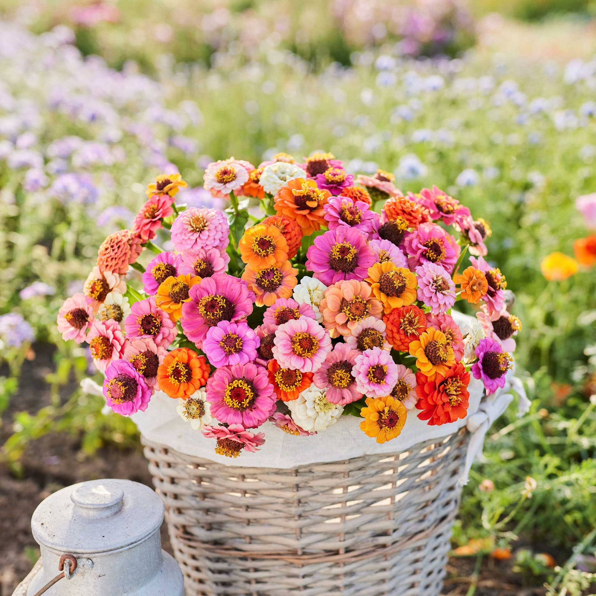 flower seeds in a box Bulk Zinnia Seeds (Dwarf)