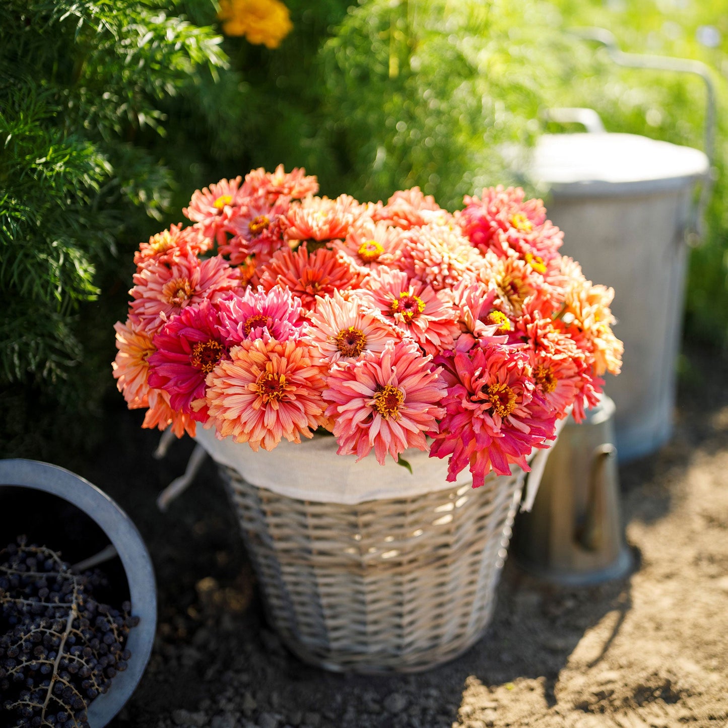 zinnia cactus pink shades