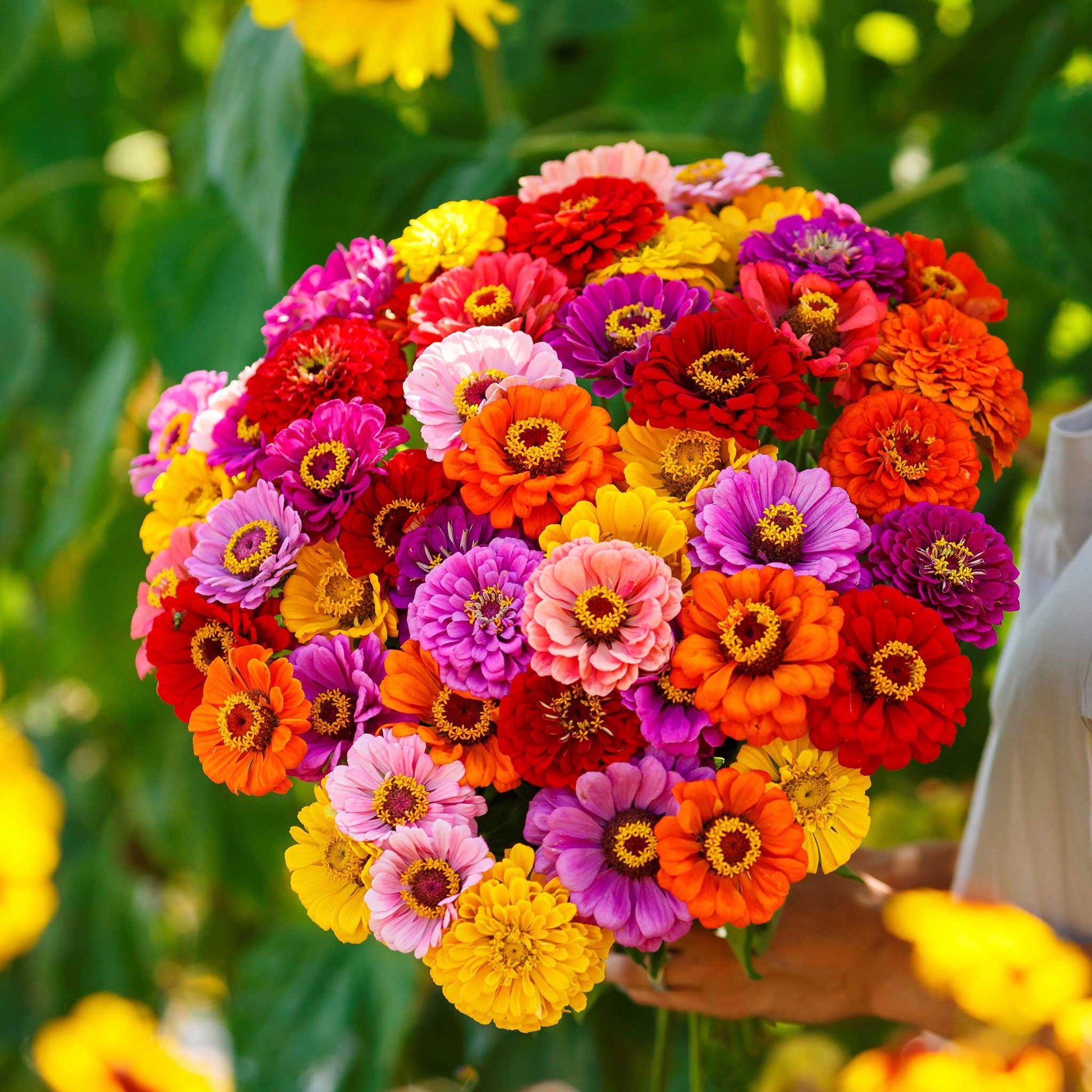 giant zinnia flower seeds Bulk Zinnia Seeds
