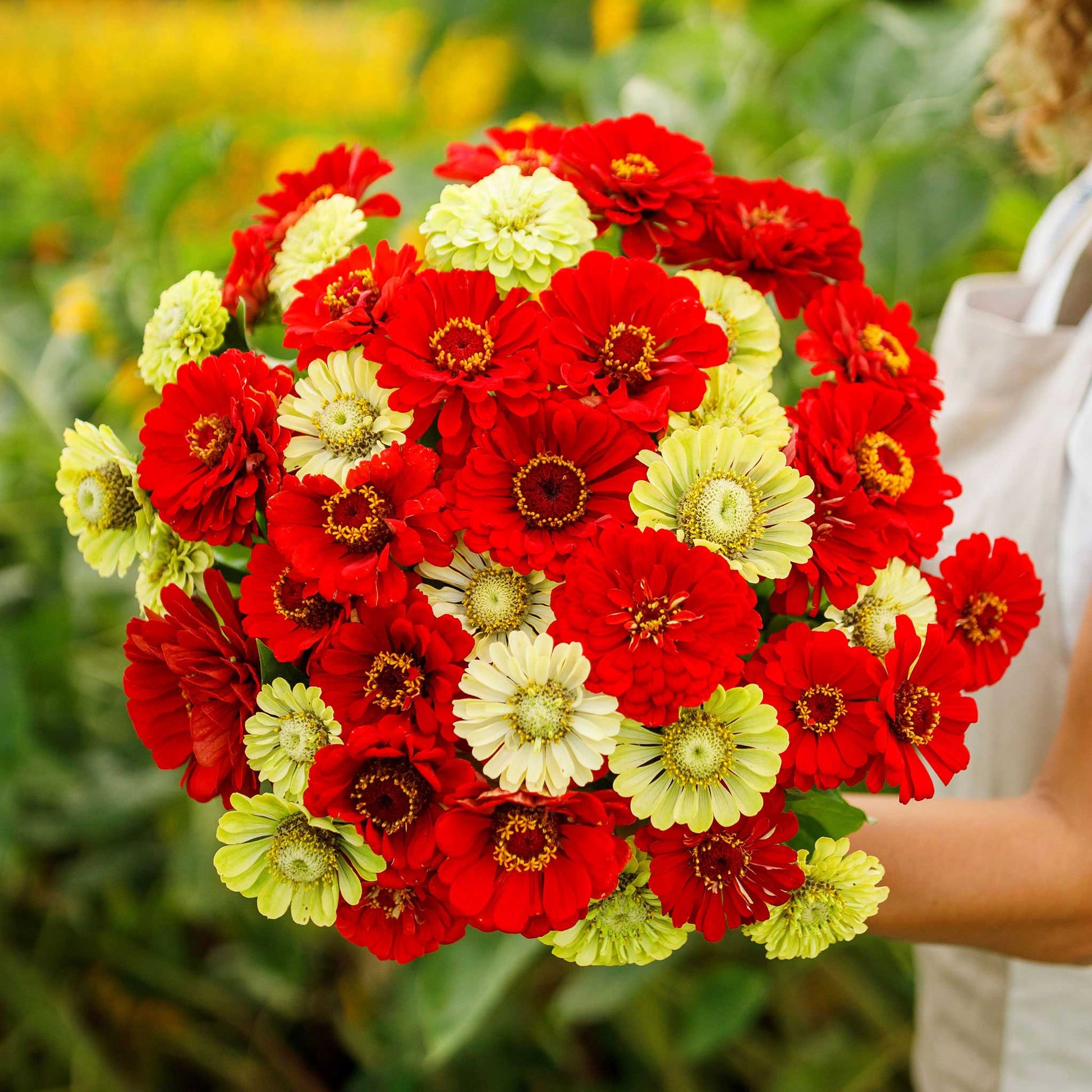 flower seeds to start in july Bulk Zinnia Seeds