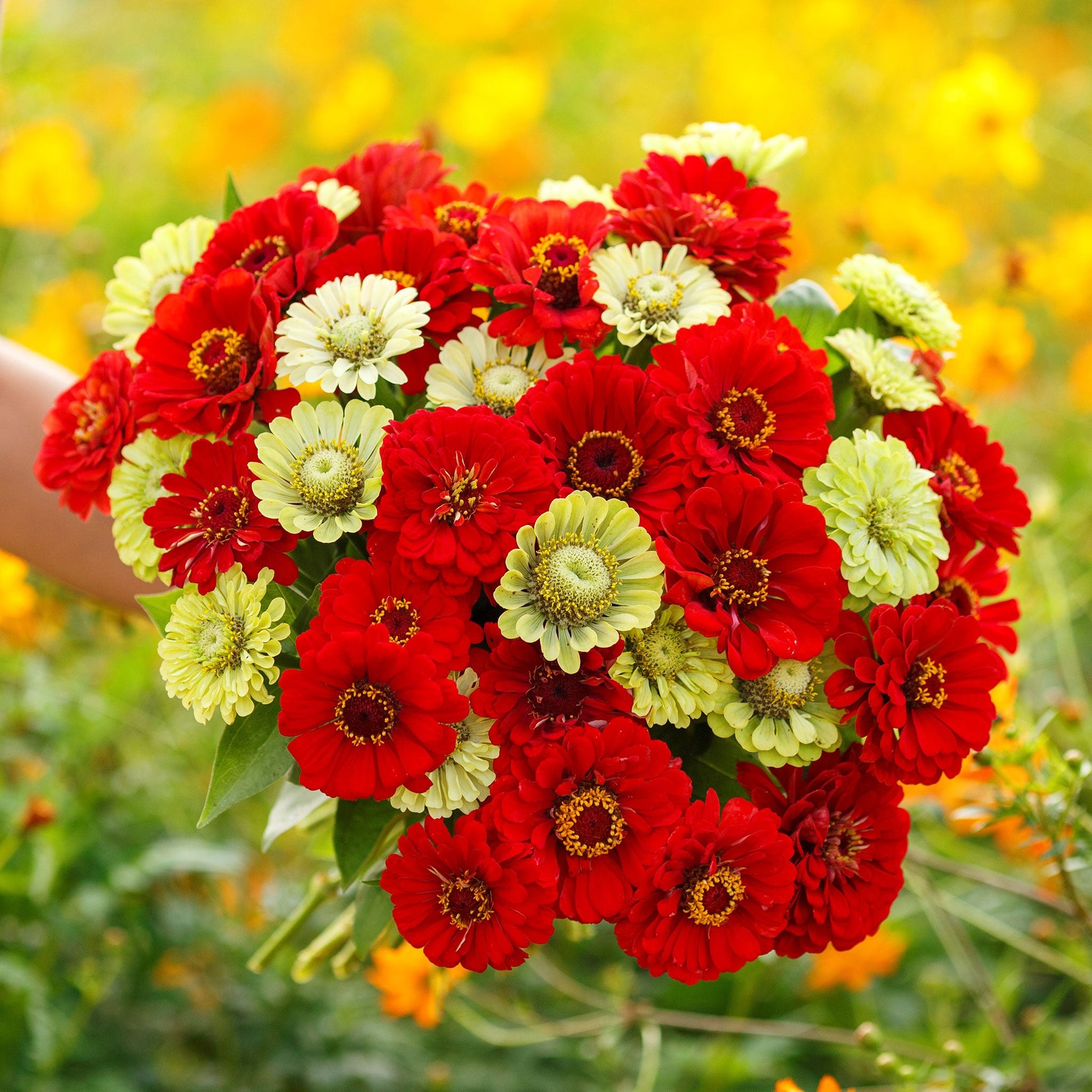 plant seeds july Bulk Zinnia Seeds