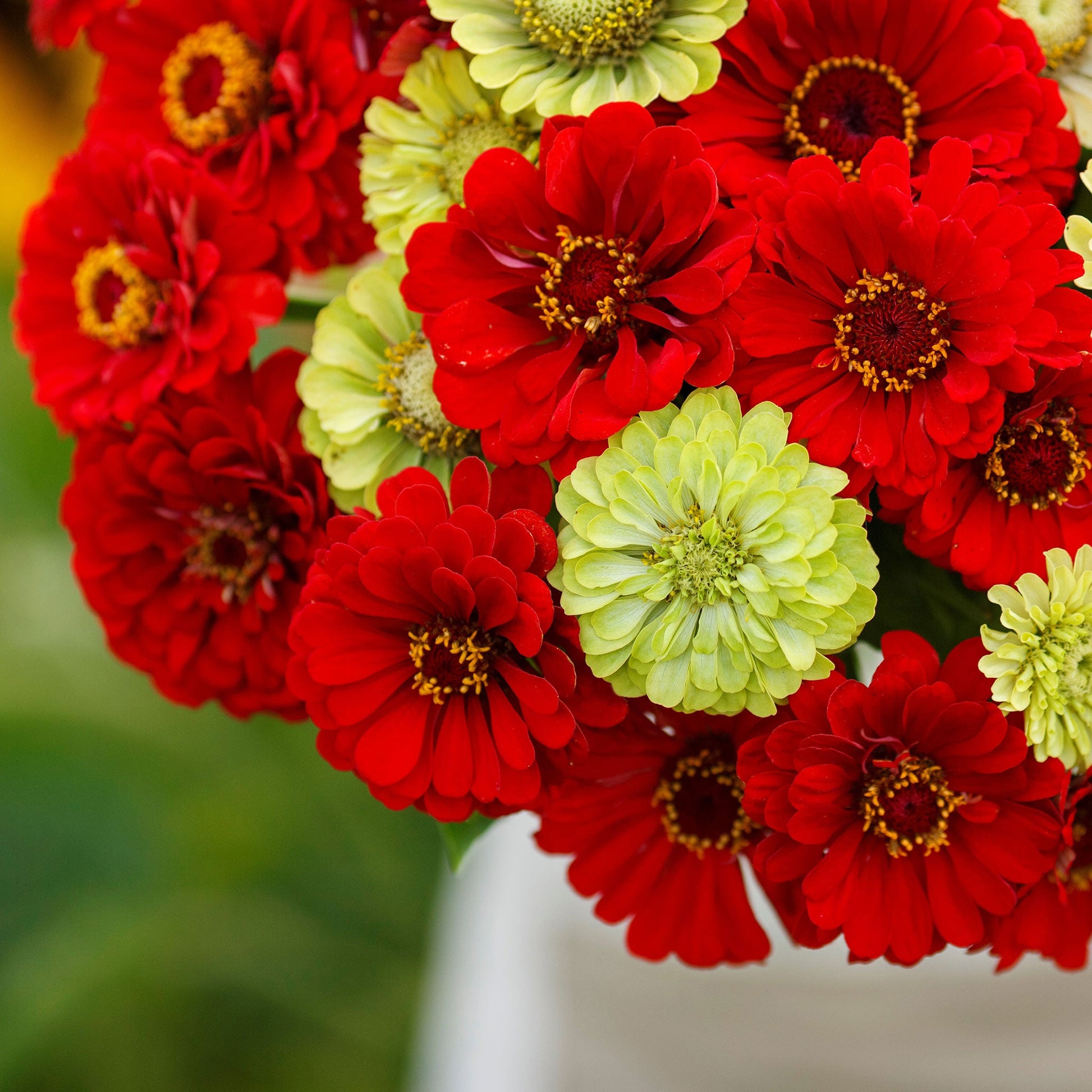 seeds plant july Bulk Zinnia Seeds