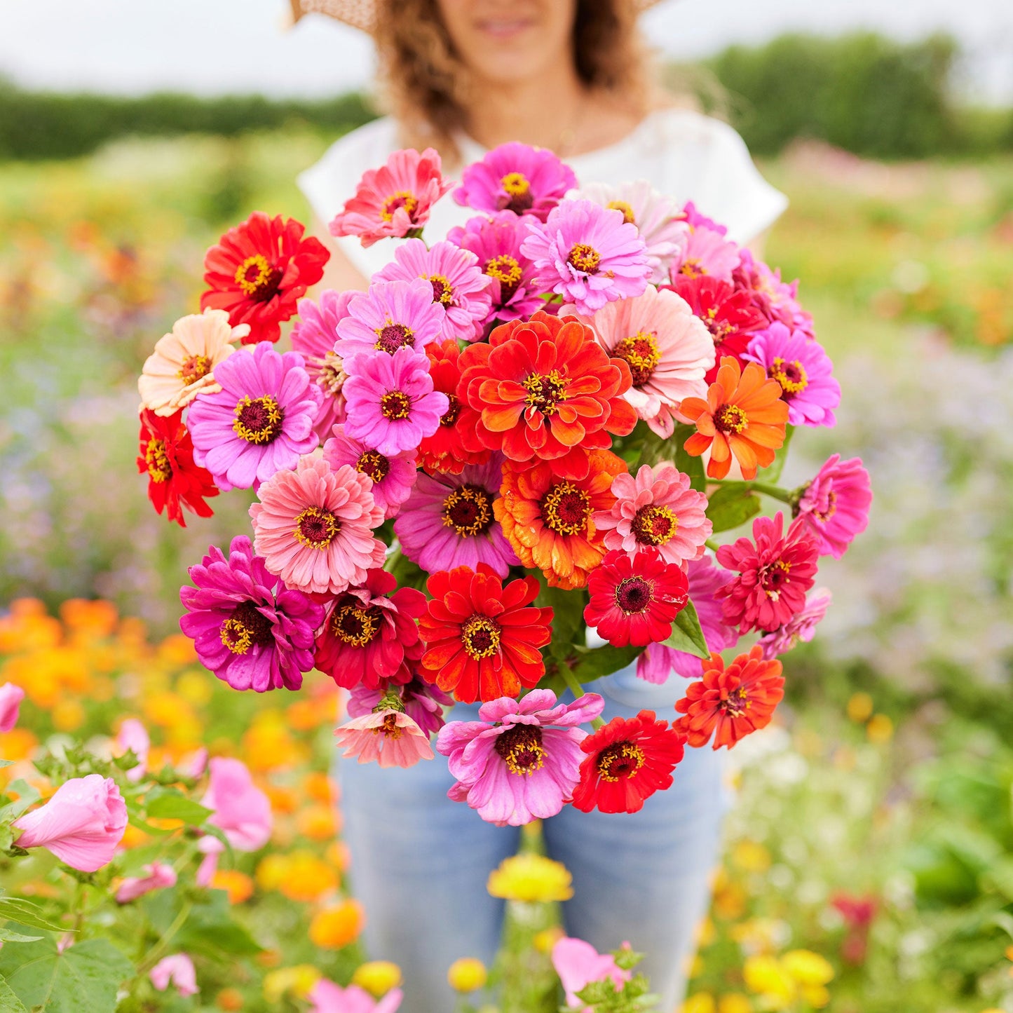 zinnia dahlia 