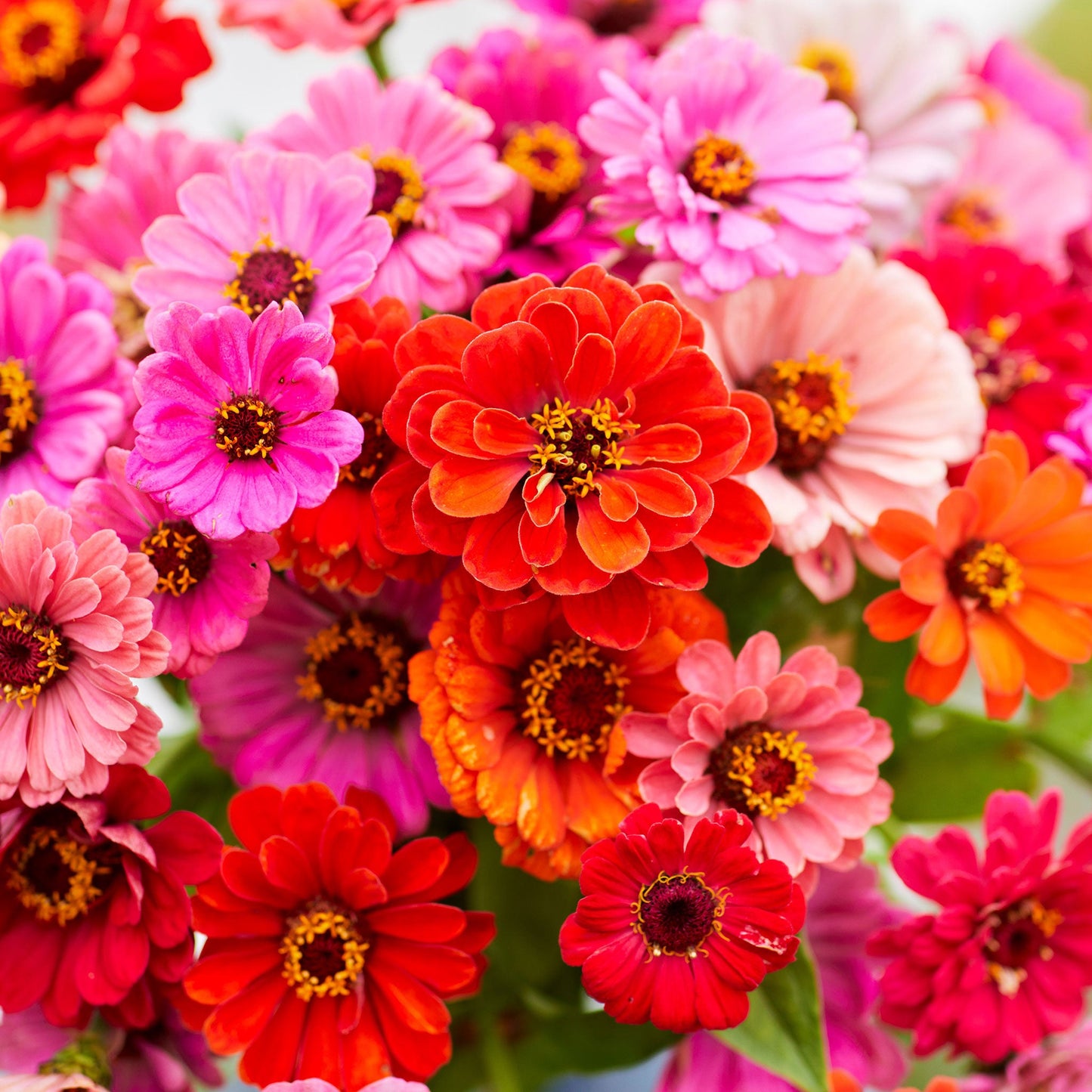 zinnia dahlia seeds Bulk Zinnia Seeds