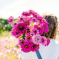 zinnia dream