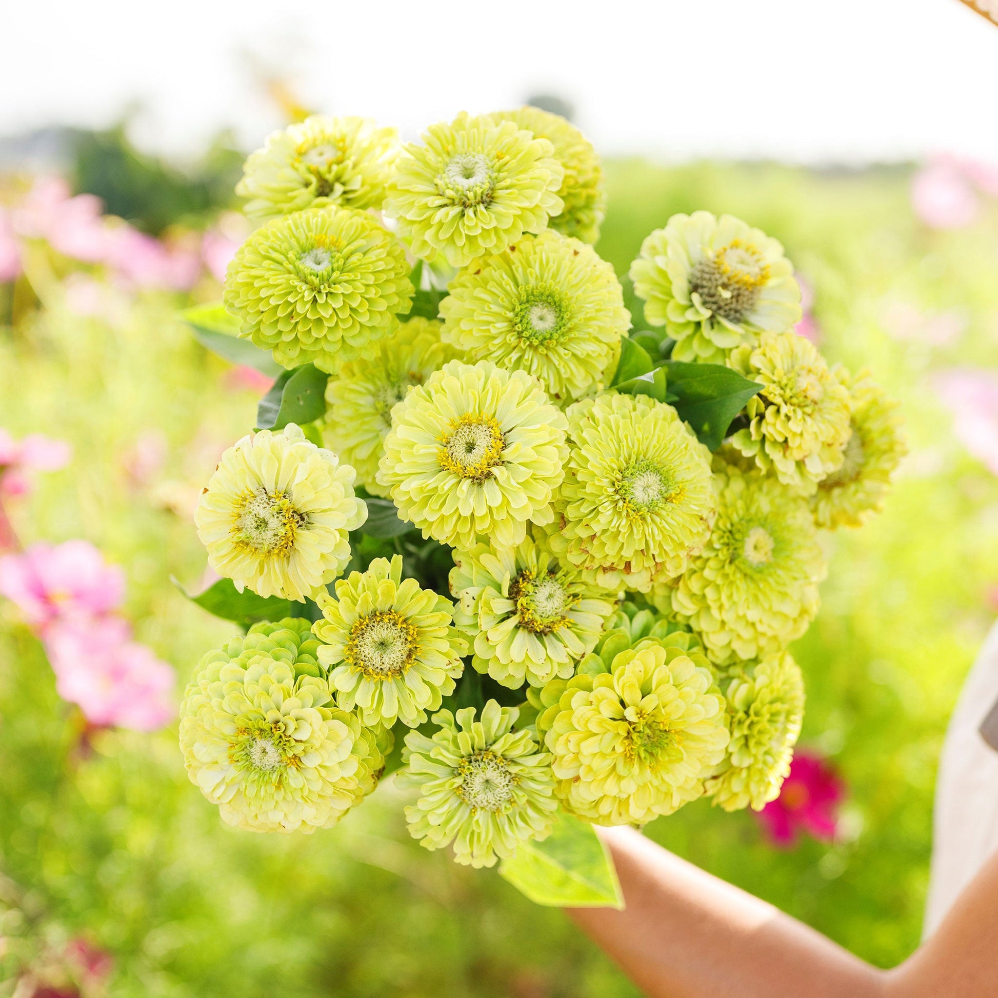 echinacea green envy seeds Bulk Zinnia Seeds