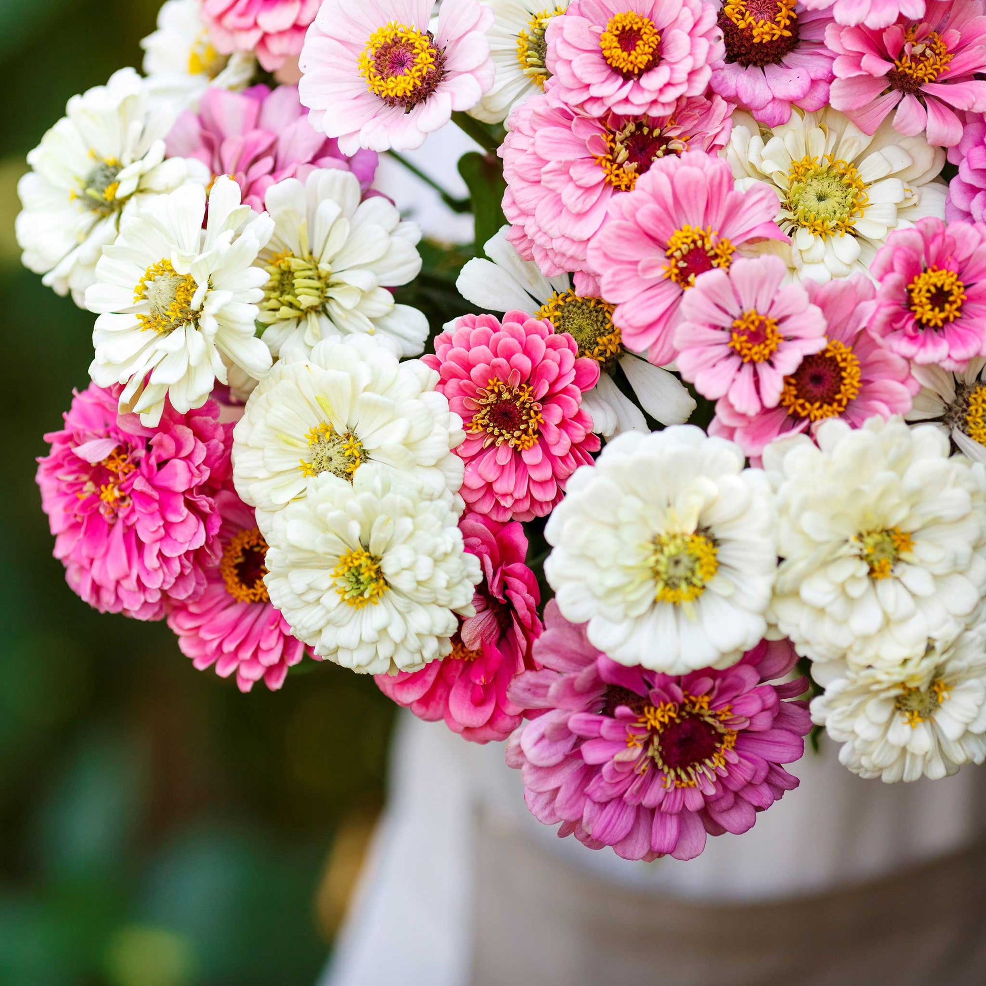 romantic flower seeds Bulk Zinnia Seeds