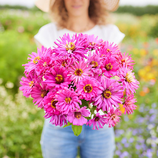 lilac emperor super cactus zinnia 