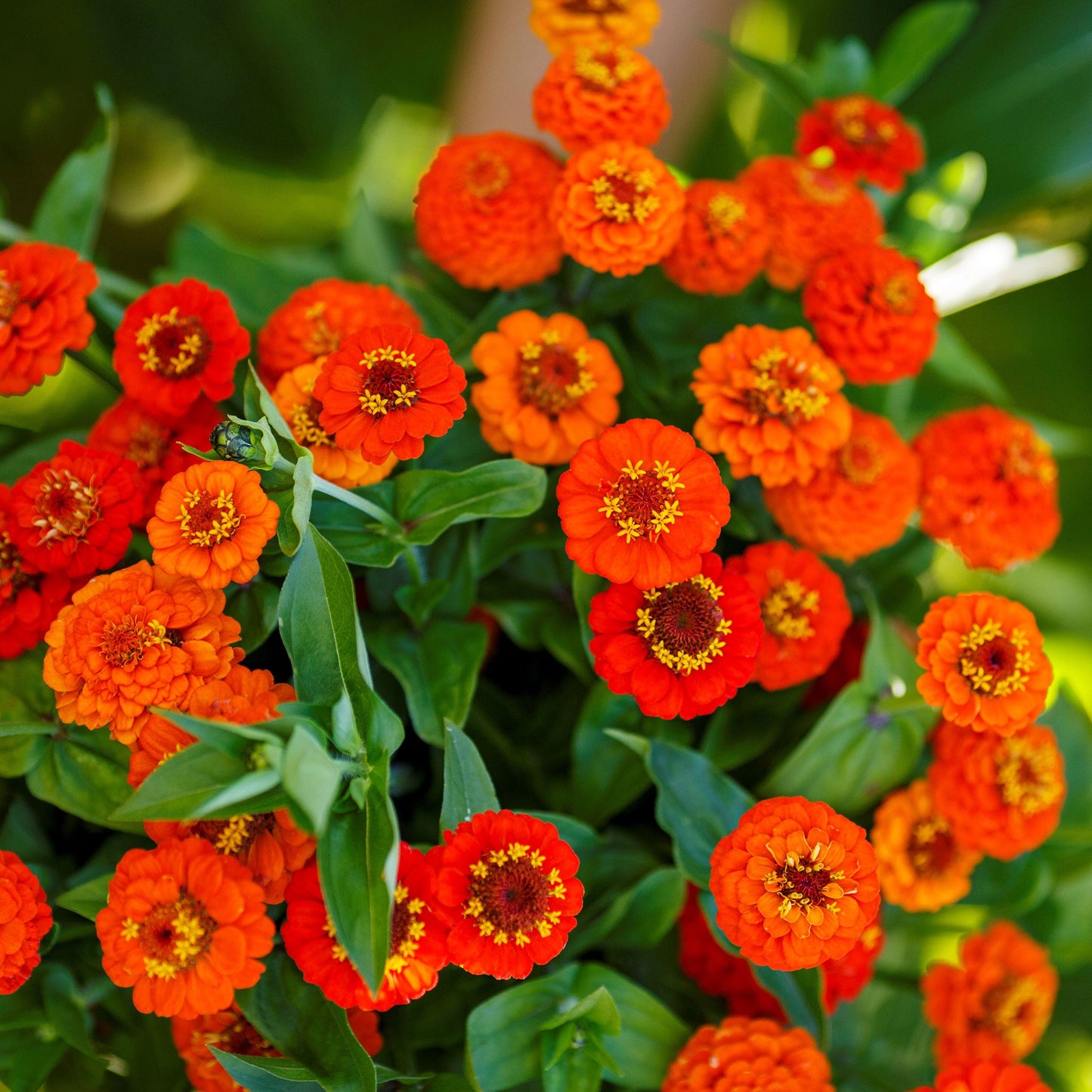 orange lilliput zinnia 