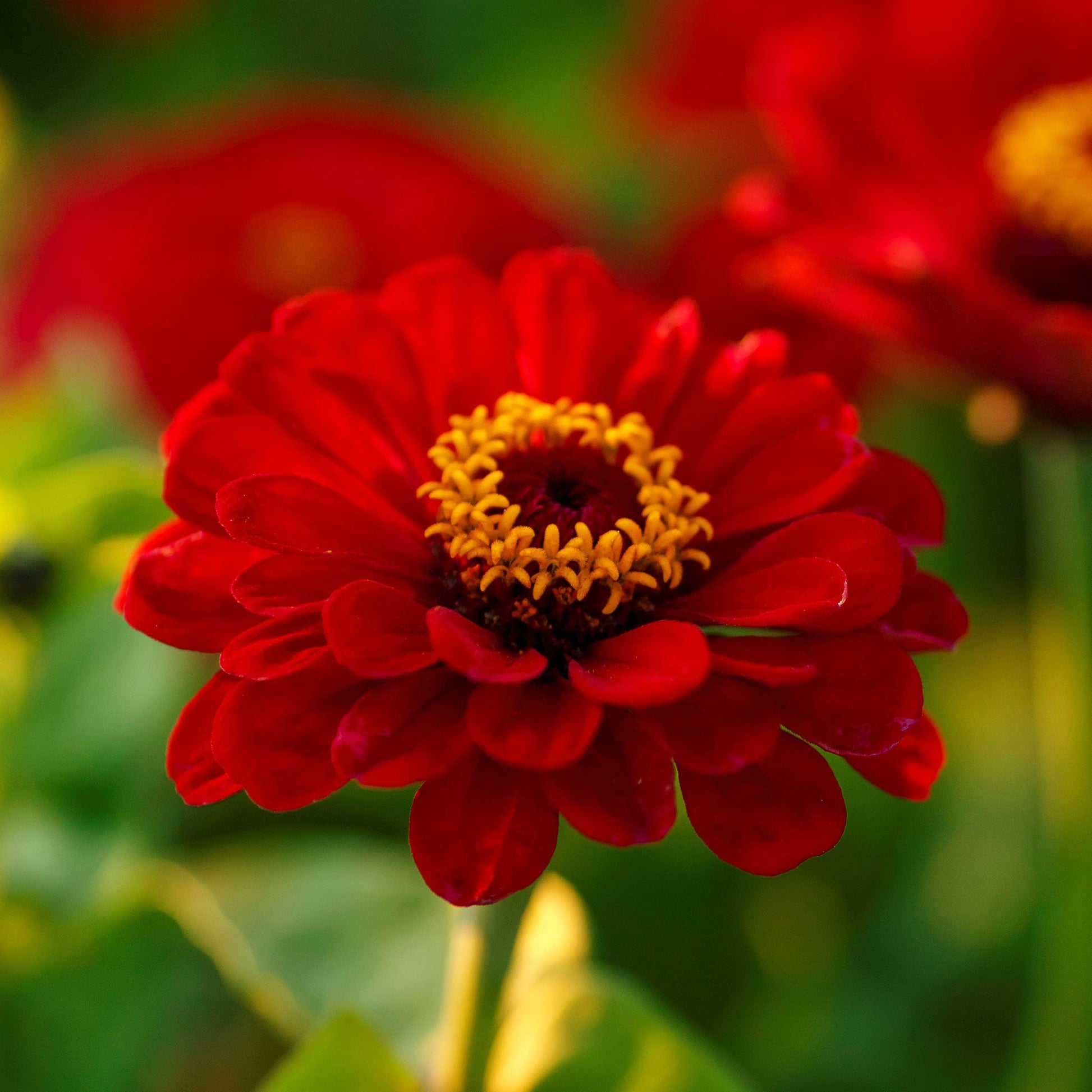 zinnia meteor