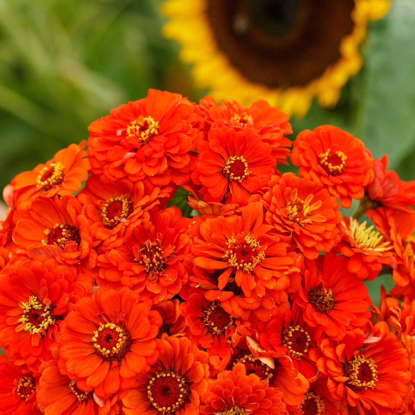 zinnia orange king