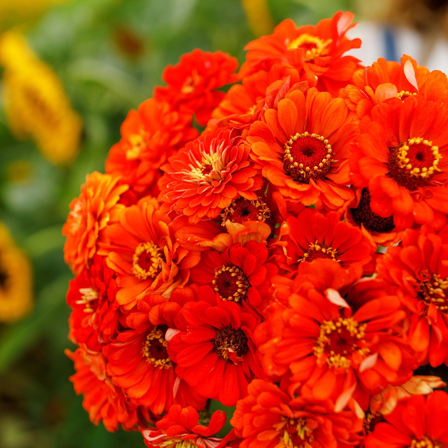 zinnia orange king