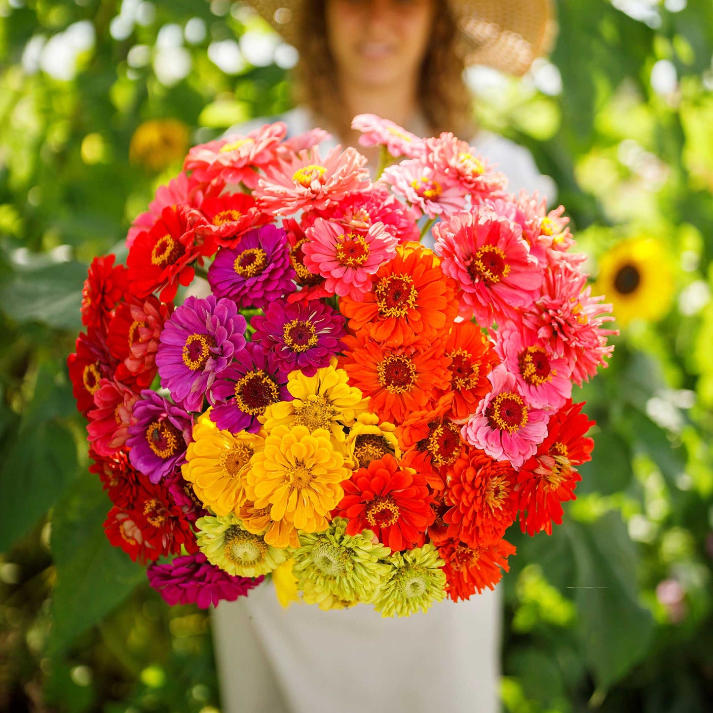 zinnia over rainbow mix