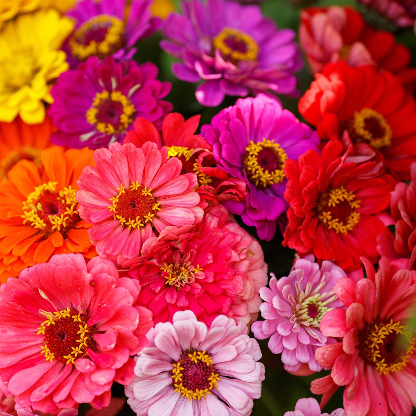 zinnia over rainbow mix