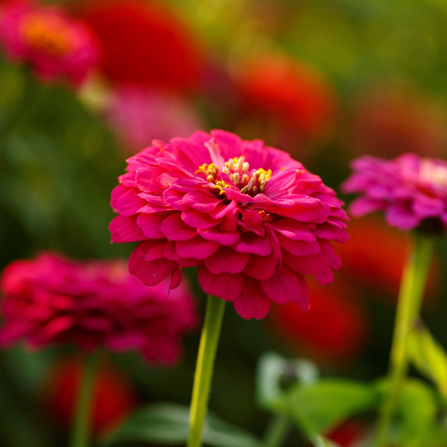 pepito mix zinnia 