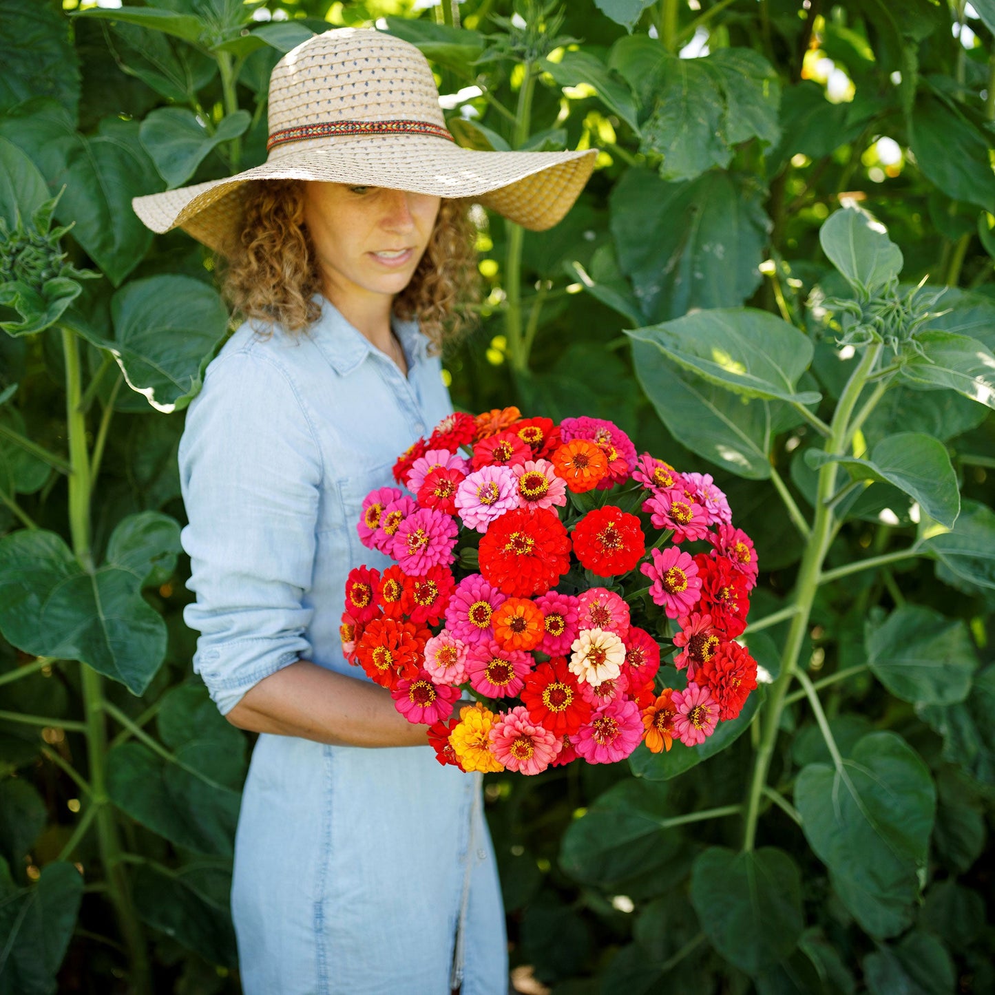 pepito mix zinnia 