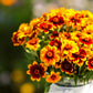 mexican zinnia 