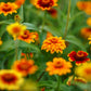 mexican zinnia 