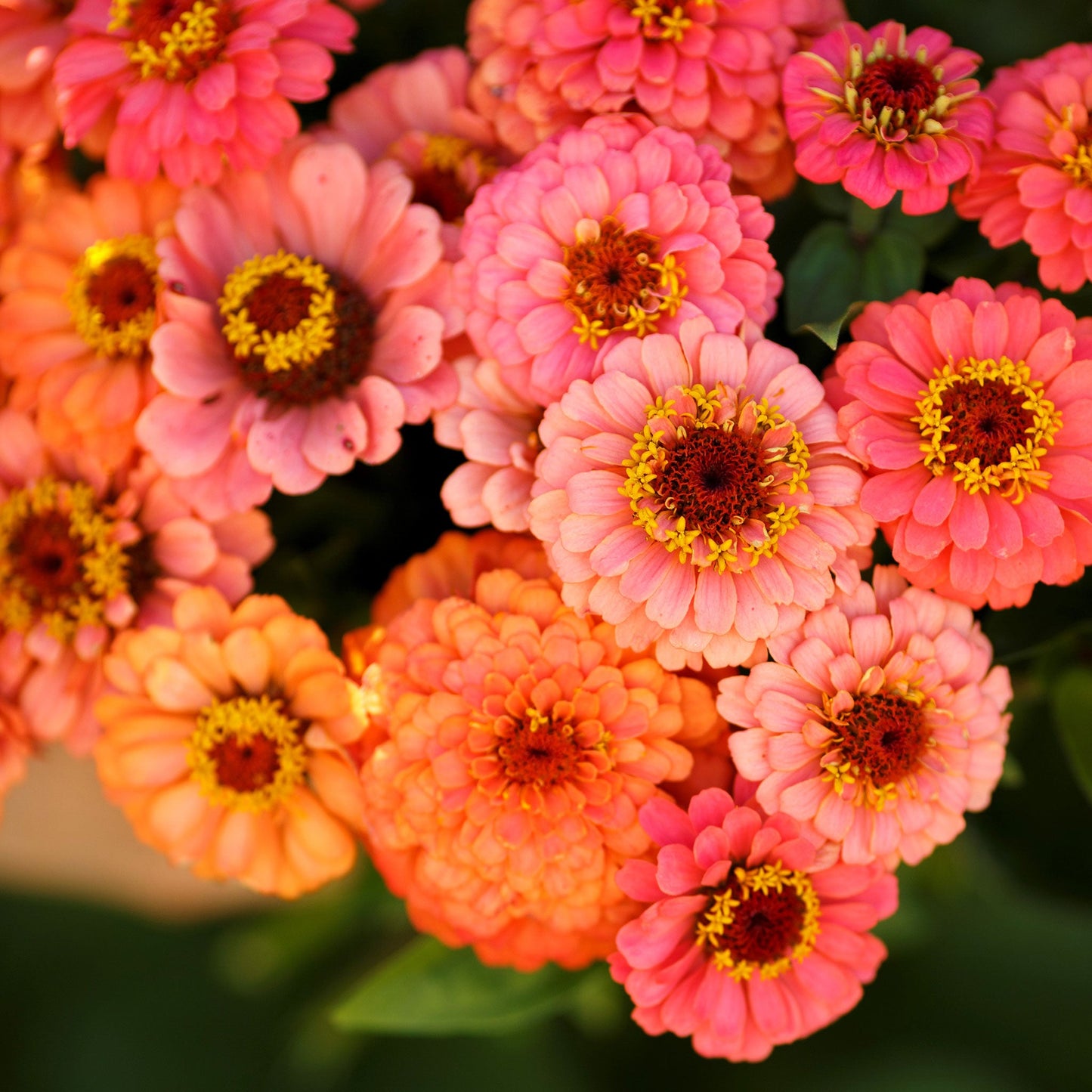 zinnia pumila salmon