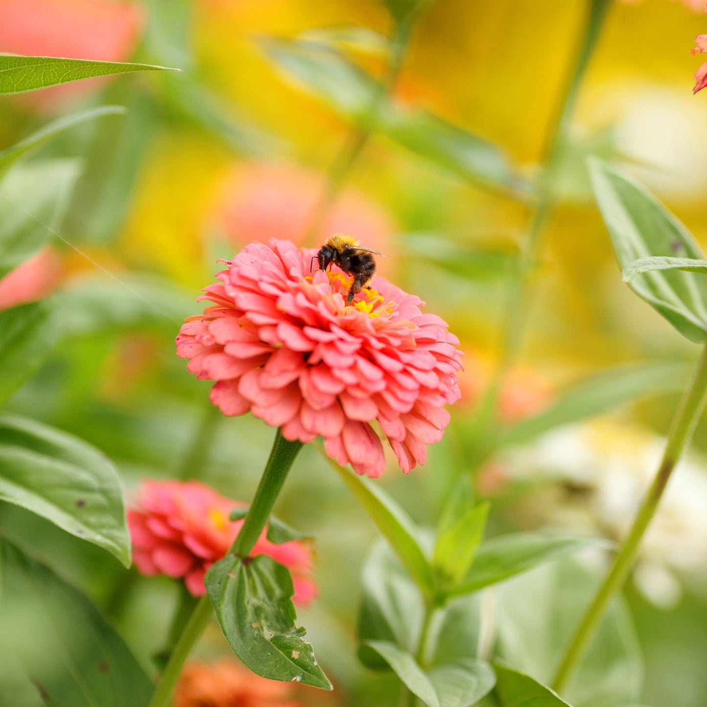 zinnia pumila salmon