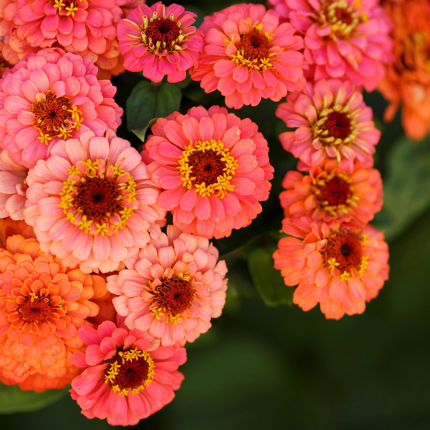 zinnia pumila salmon