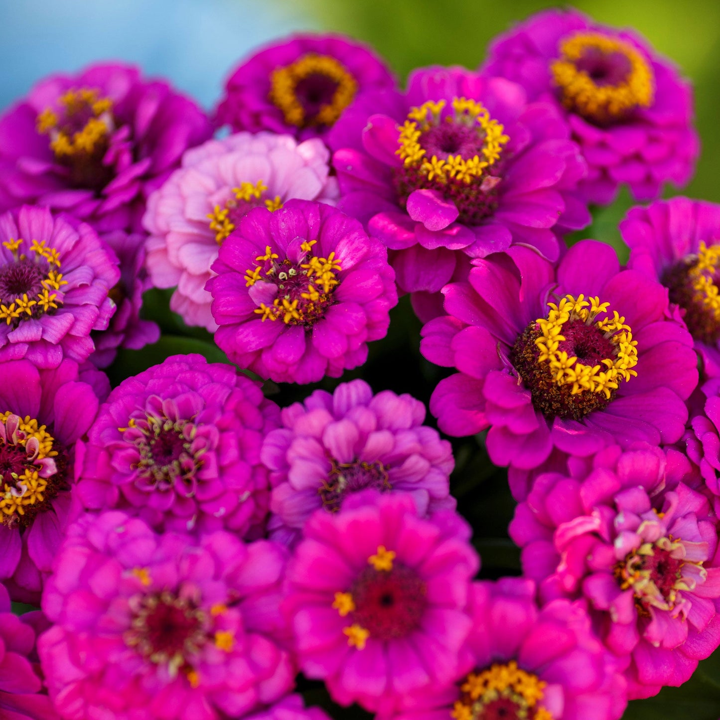 zinnia pumila violet