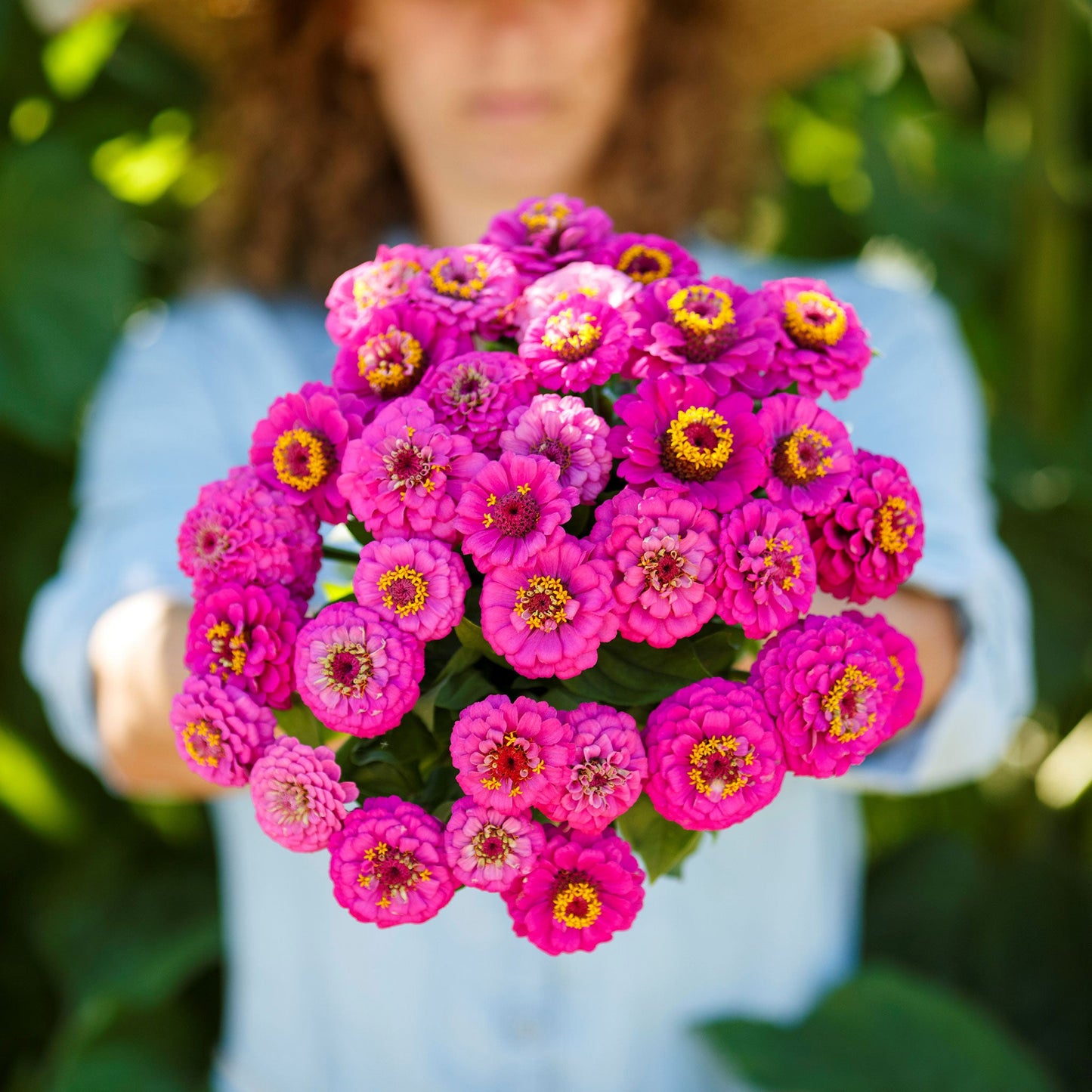 zinnia pumila violet