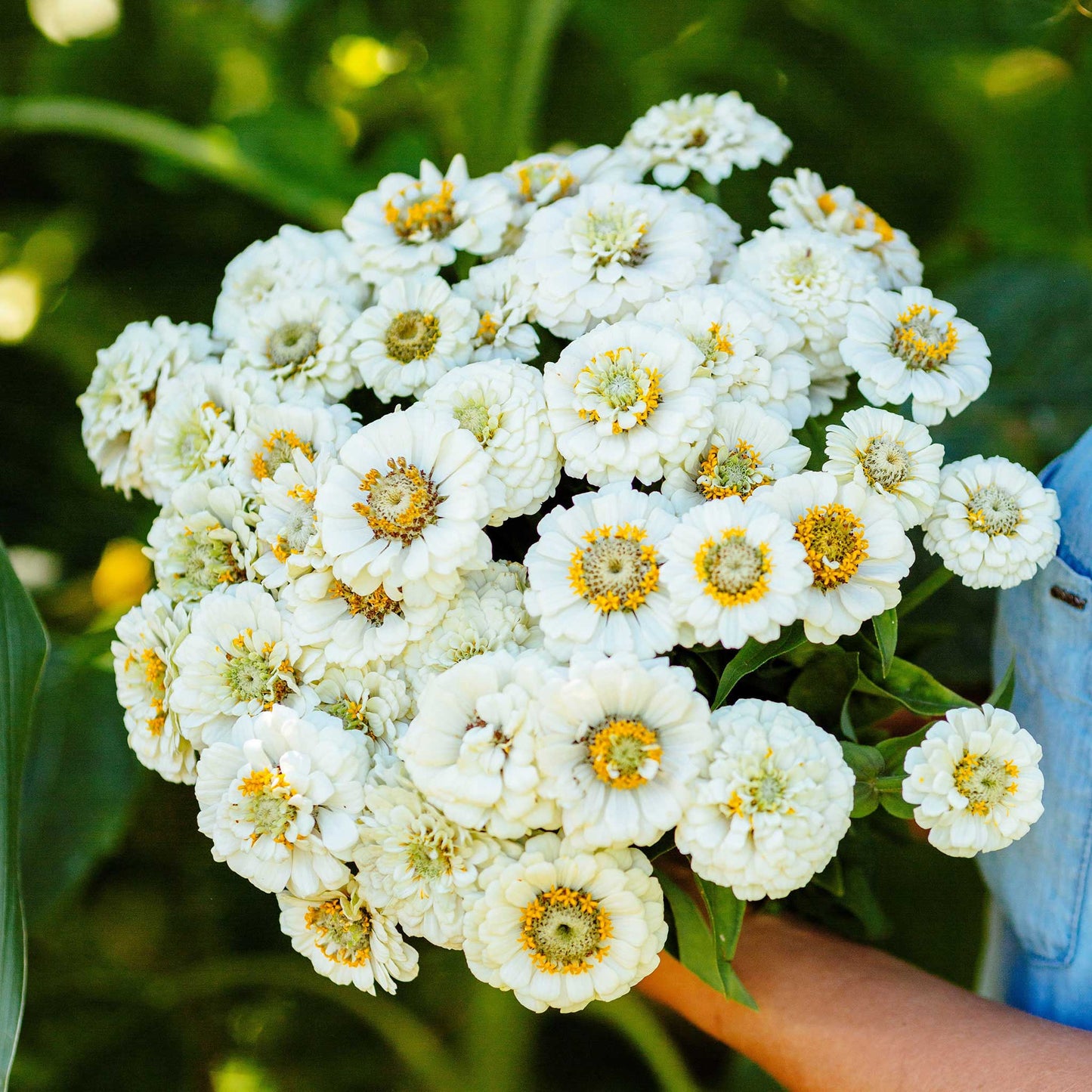 zinnia pumila white