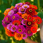 zinnia purple dream mix