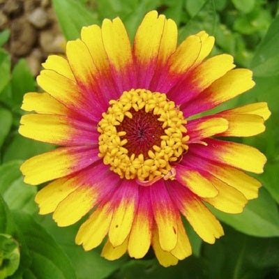 sombrero zinnia 