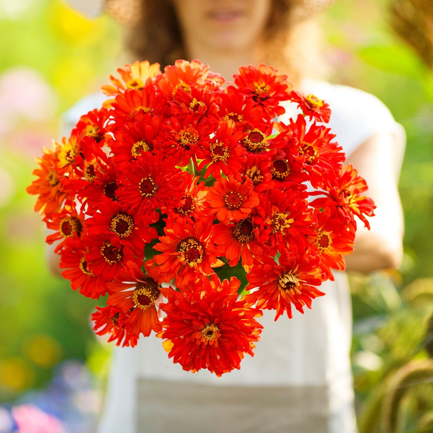 redman super cactus zinnia 