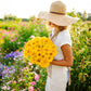 sungod zinnia 