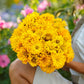 sungod zinnia 