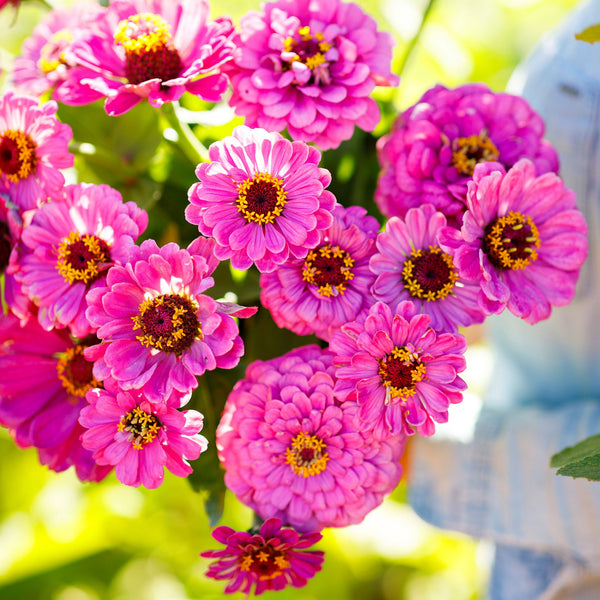 Bulk Zinnia Seeds - Violet Queen | Bulk Wildflowers
