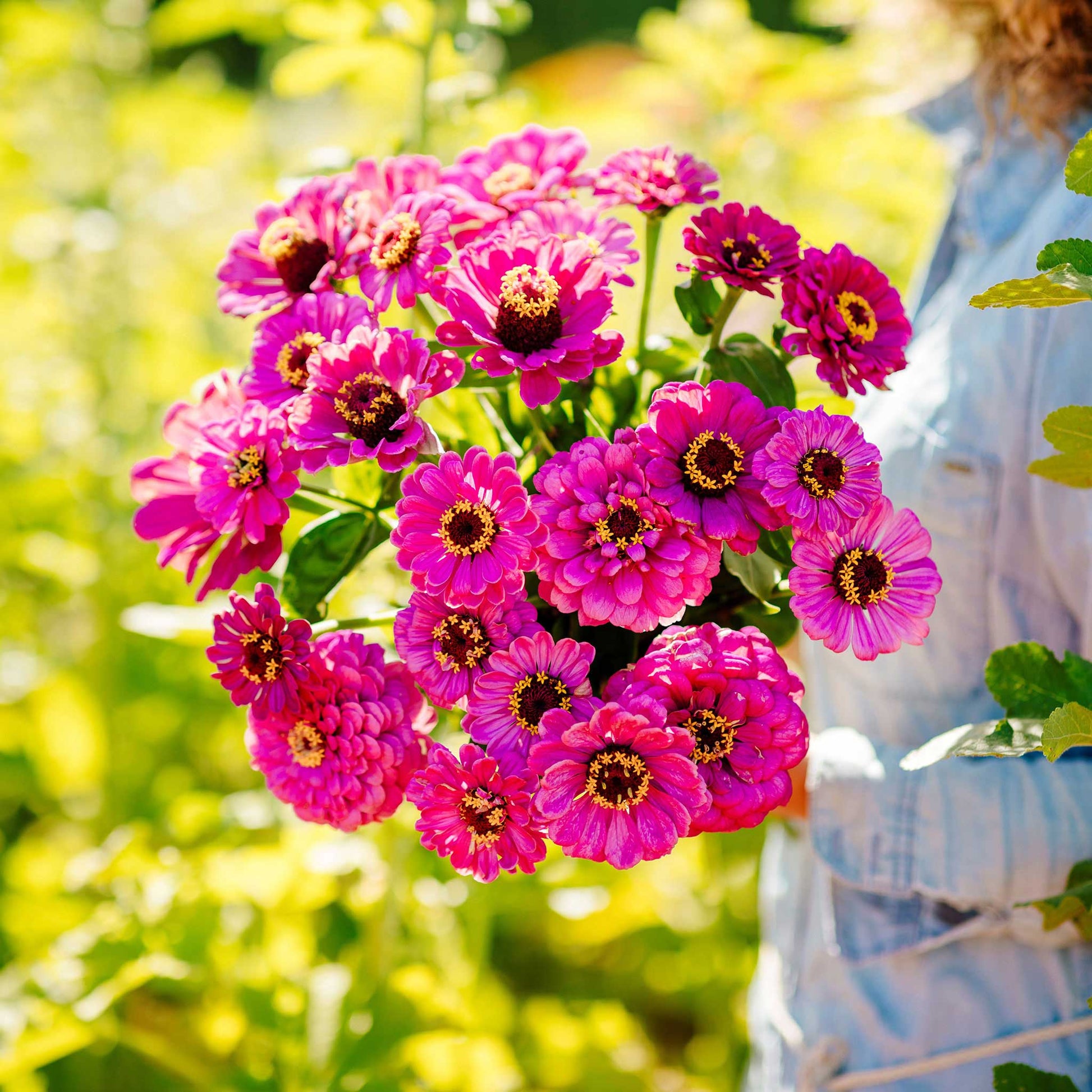 blue lavender queen blue zinnia flower Bulk Zinnia Seeds