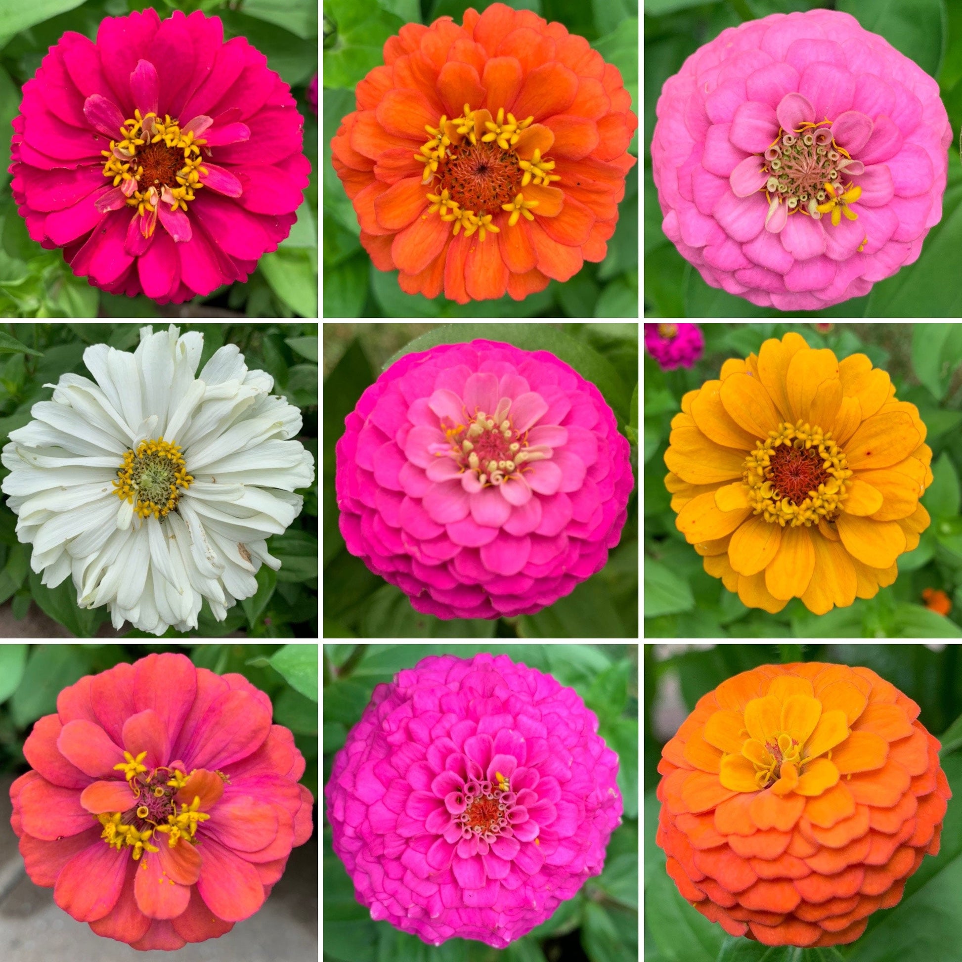 zinnia flower seed mix Bulk Zinnia Wildflower Seed Mix